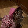 animal, cabinet, cat, collar, costume, curious, cute, domestic_cat, dress, feline, floor, floor_vent, house, indoor, kitten, looking_up, pet, pink_hat, whiskers, wooden_floor