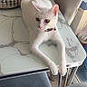 Soucar a rejoint le concours — aidez-le/la à gagner de superbes lots ! cat, white_cat, pet, animal, feline, collar, pink_nose, whiskers, ears, eyes, sitting, lounging, stretched_paws, indoor, table, marble_table, chair, furniture, home, portrait