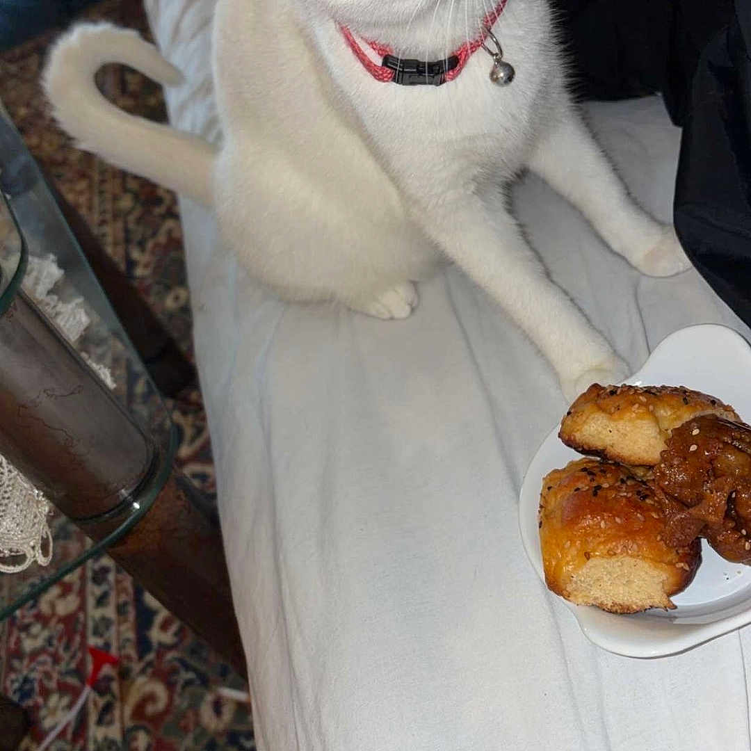 Soucar participe au concours pour gagner de l'argent avec cette photo : cat, white_cat, pet, animal, sitting, indoors, collar, bell, yellow_eyes, whiskers, pink_nose, white_fur, pastries, plate, food, bed, rug, furniture, portrait, cozy