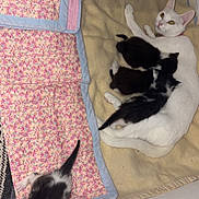 Soucar a rejoint le concours — aidez-le/la à gagner de superbes lots ! cat, kittens, mother_cat, black_and_white, white_cat, litter, nursing, sleeping, lying_down, animal_family, floral_blanket, beige_blanket, bed, indoor, cozy, domestic_animal, pet, multiple_animals, cute, newborn