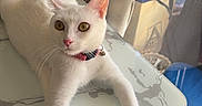 Soucar participe au concours pour gagner de l'argent avec cette photo : cat, white_cat, pet, collar, animal, feline, indoors, table, chair, window, sunlight, portrait, sitting, lying_down, green_eyes, pink_nose, whiskers, relaxed, home, dining_area