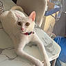 cat, white_cat, pet, collar, animal, feline, indoors, table, chair, window, sunlight, portrait, sitting, lying_down, green_eyes, pink_nose, whiskers, relaxed, home, dining_area