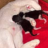 Soucar participe au concours pour gagner de l'argent avec cette photo : cat, cats, mother_cat, kittens, newborn_kittens, black_and_white, white_cat, animal_family, nursing, sleeping, lying_down, red_blanket, cardboard_box, cozy, cute, furry, whiskers, paws, indoor, pet