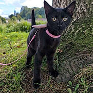 Serafina a rejoint le concours — aidez-le/la à gagner de superbes lots ! black_cat, kitten, pink_harness, leash, tree_trunk, grass, outdoor, nature, pet, animal, curious, alert, young_cat, ears_up, wide_eyes, daylight, greenery, small_animal, walking, close_up