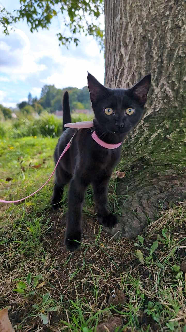 Serafina a rejoint le concours — aidez-le/la à gagner de superbes lots ! black_cat, kitten, pink_harness, leash, tree_trunk, grass, outdoor, nature, pet, animal, curious, alert, young_cat, ears_up, wide_eyes, daylight, greenery, small_animal, walking, close_up