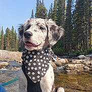 Buddy is registered to the contest to win money with this photo: dog, bandana, paw_prints, outdoors, river, rocks, pine_trees, water, nature, sunlight, black_and_white, pet, canine, scenic, forest, daytime, tongue_out, happy, animal, leash