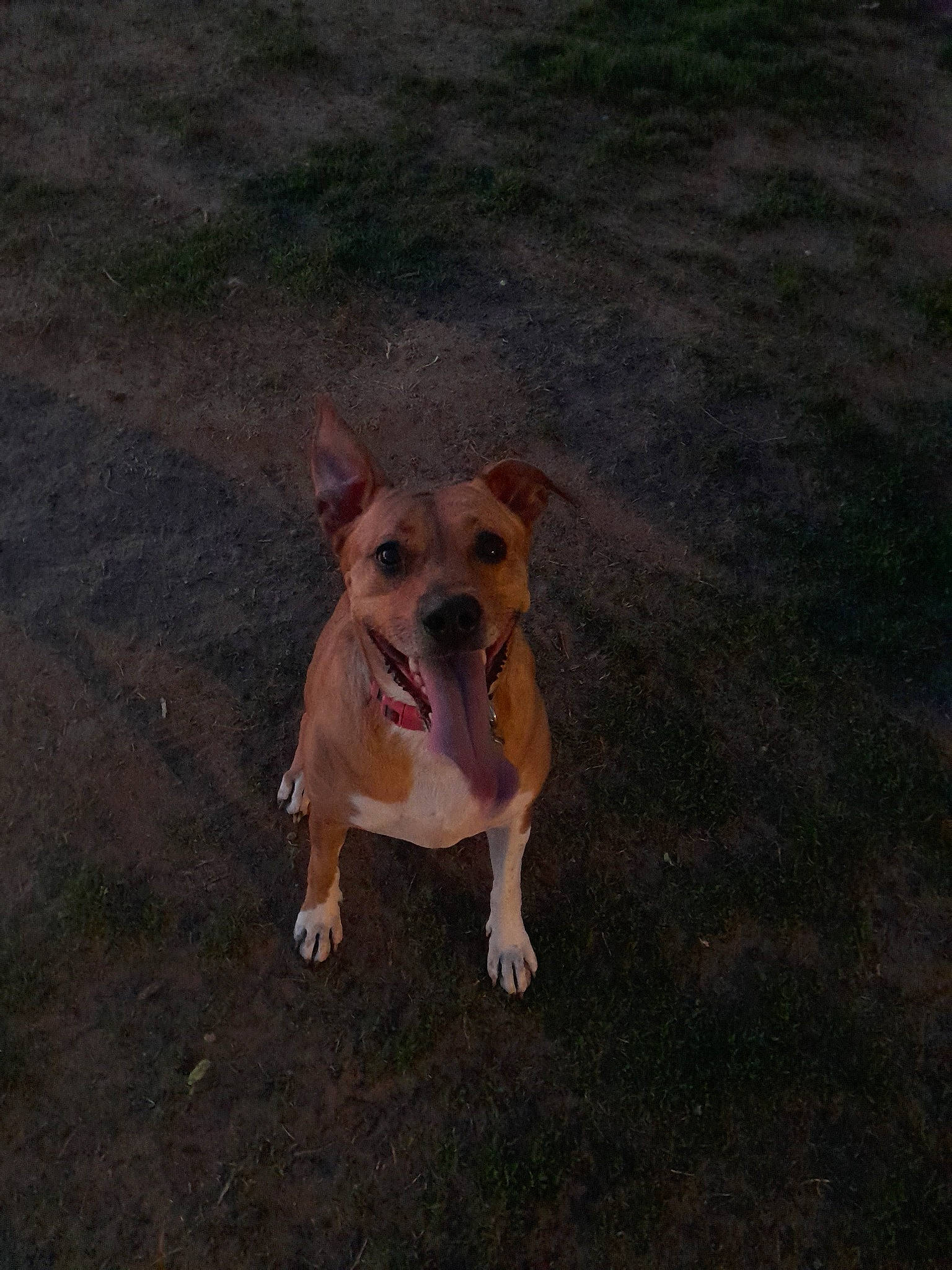 Sophie is registered to the contest to win money with this photo: asphalt, canidae, carnivore, companion_dog, dog, dog_breed, fawn, grass, hunting_dog, non_sporting_group, paw, road_surface, sand, snout, soil, sporting_group, street_dog, tail, terrestrial_animal, working_dog