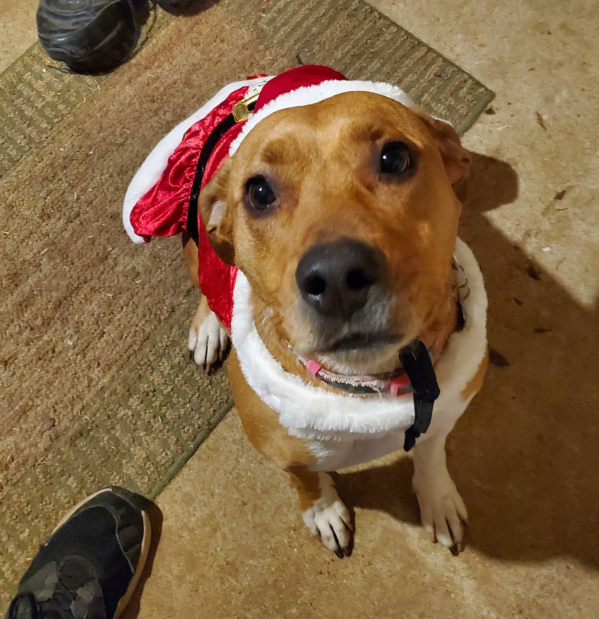 Sophie is registered to the contest to win money with this photo: canidae, carnivore, collar, companion_dog, dog, dog_breed, dog_collar, dog_supply, eye, fashion_accessory, fawn, fur, leash, pet_supply, sandal, slipper, snout, sporting_group, whiskers, working_animal