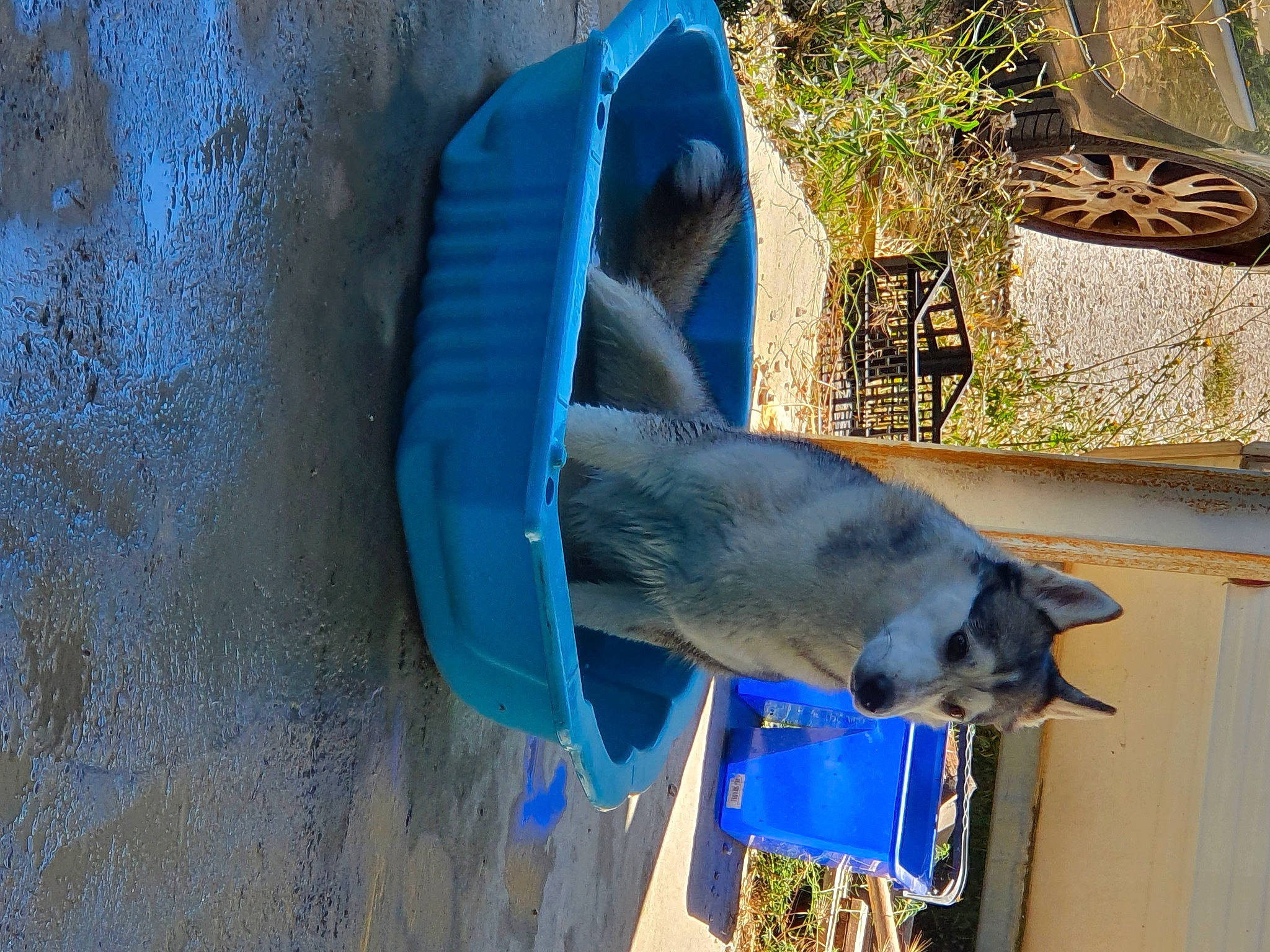 Nikita a rejoint le concours — aidez-le/la à gagner de superbes lots ! azure, bird, blue, carnivore, cat, electric_blue, fawn, felidae, flowerpot, houseplant, pet_supply, plant, russian_blue, small_to_medium_sized_cats, snout, tail, wildlife, window, wood