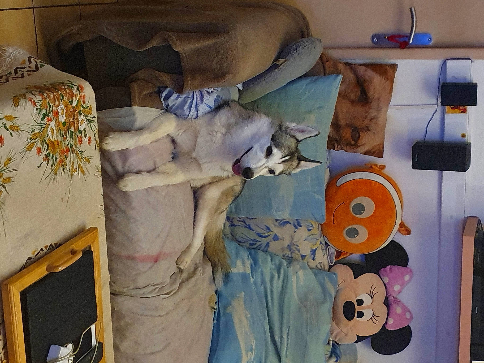 Nikita participe au concours pour gagner de l'argent avec cette photo : art, bed_sheet, bedding, bedroom, carnivore, cat, comfort, fashion_design, felidae, fur, interior_design, linens, mammal, pattern, publication, room, small_to_medium_sized_cats, textile, visual_arts, wood