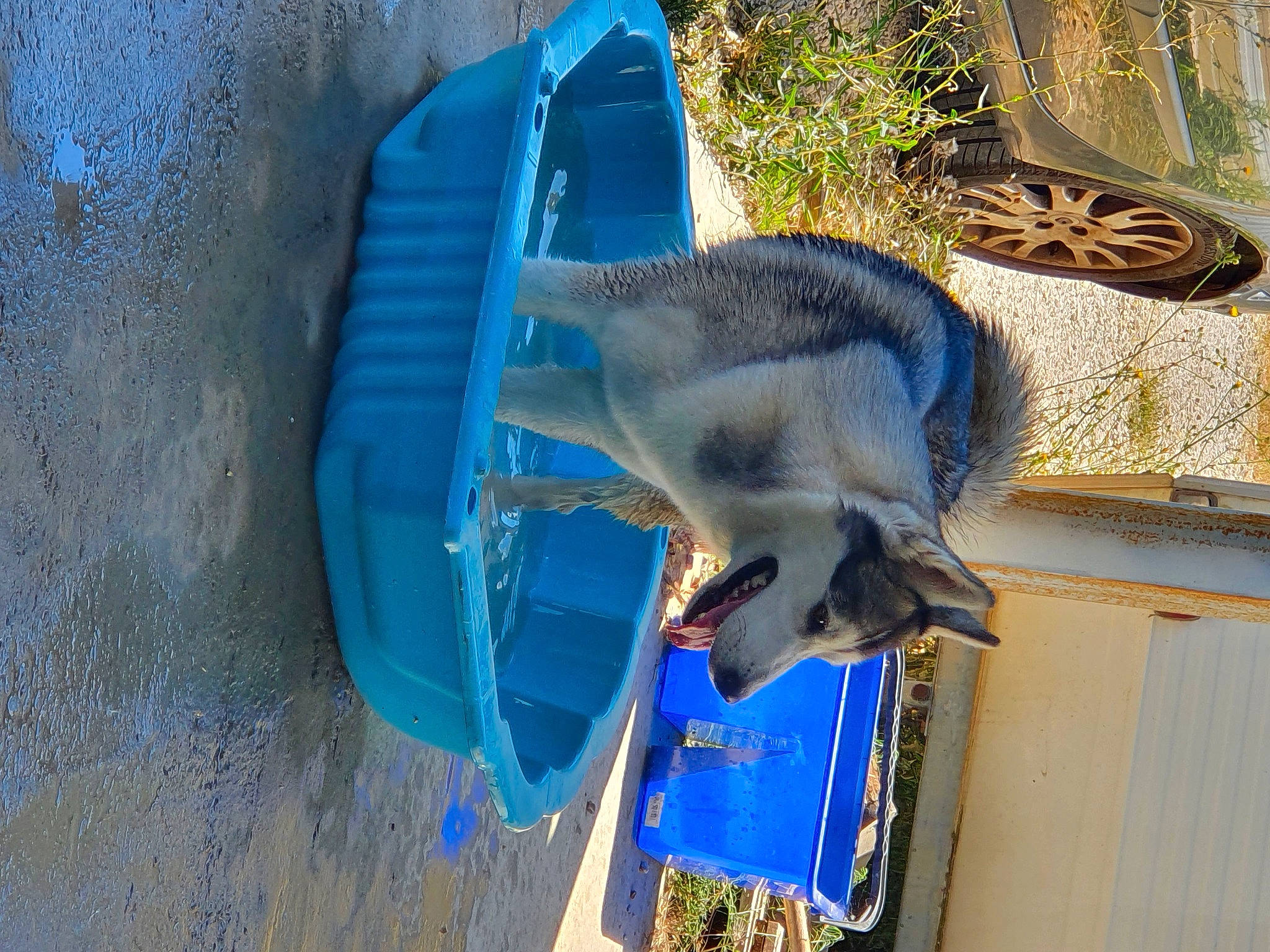 Nikita participe au concours pour gagner de l'argent avec cette photo : azure, beak, bird, bird_supply, blue, bony_fish, electric_blue, fish, perching_bird, snout, tail, wildlife, wing, wood