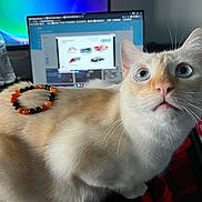 Mochi is registered to the contest to win money with this photo: beaded_bracelet, blue_eyes, cat, close_up, computer_screen, cream_colored, curious, cute, desk, feline, home_office, indoor, keyboard, looking_up, mouse_pad, orange_and_black, pet, technology, water_bottle, whiskers