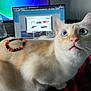 beaded_bracelet, blue_eyes, cat, close_up, computer_screen, cream_colored, curious, cute, desk, feline, home_office, indoor, keyboard, looking_up, mouse_pad, orange_and_black, pet, technology, water_bottle, whiskers
