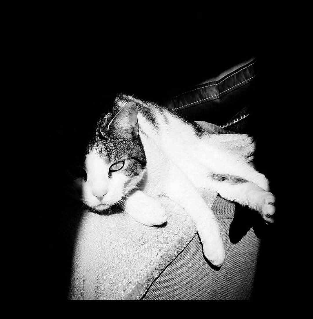 Krunch a rejoint le concours — aidez-le/la à gagner de superbes lots ! cat, black_and_white, animal, feline, resting, indoor, soft_surface, shadow, contrast, relaxed, close_up, pet, striped, whiskers, fur, paw, portrait, sleepy, cozy, quiet
