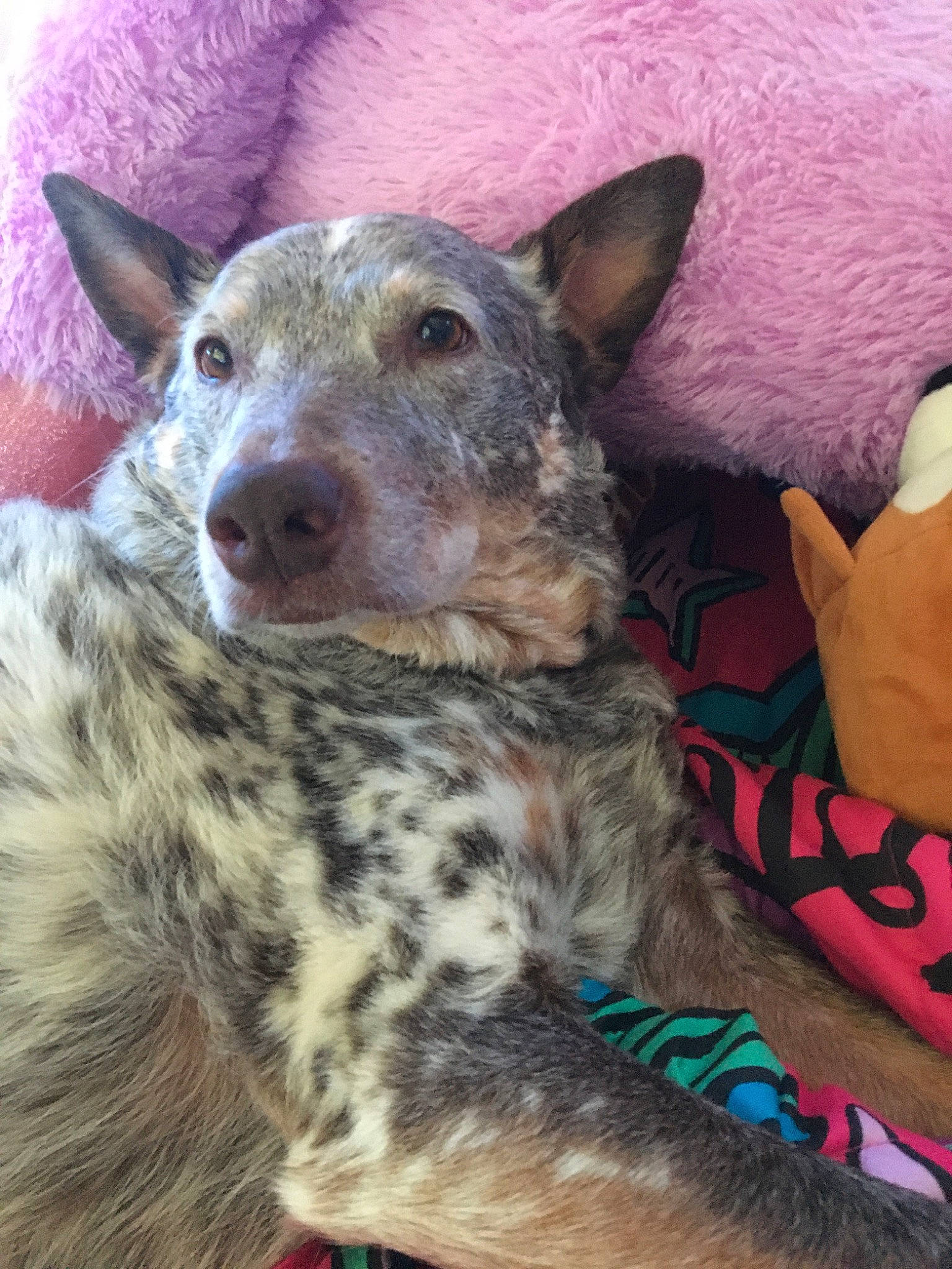 Crash joined the competition — help win amazing prizes! australian_cattle_dog, australian_stumpy_tail_cattle_dog, canidae, carnivore, dog, dog_breed, herding_dog, koolie, louisiana_catahoula_leopard_dog, mammal, sporting_group, texas_heeler, vertebrate, whiskers, working_dog