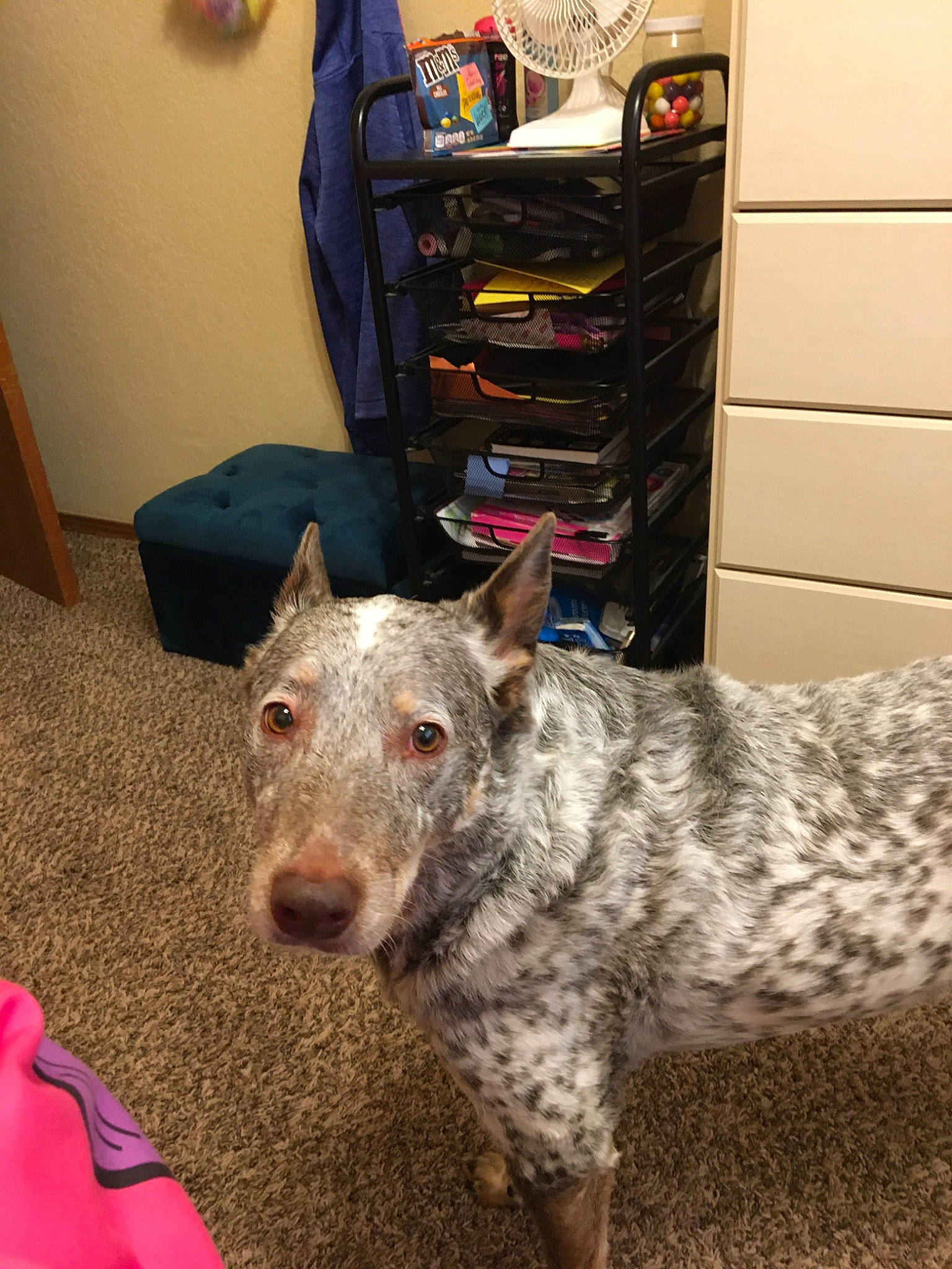 Crash joined the competition — help win amazing prizes! canidae, carnivore, dog, dog_breed, german_shorthaired_pointer, koolie, mammal, sporting_group, vertebrate