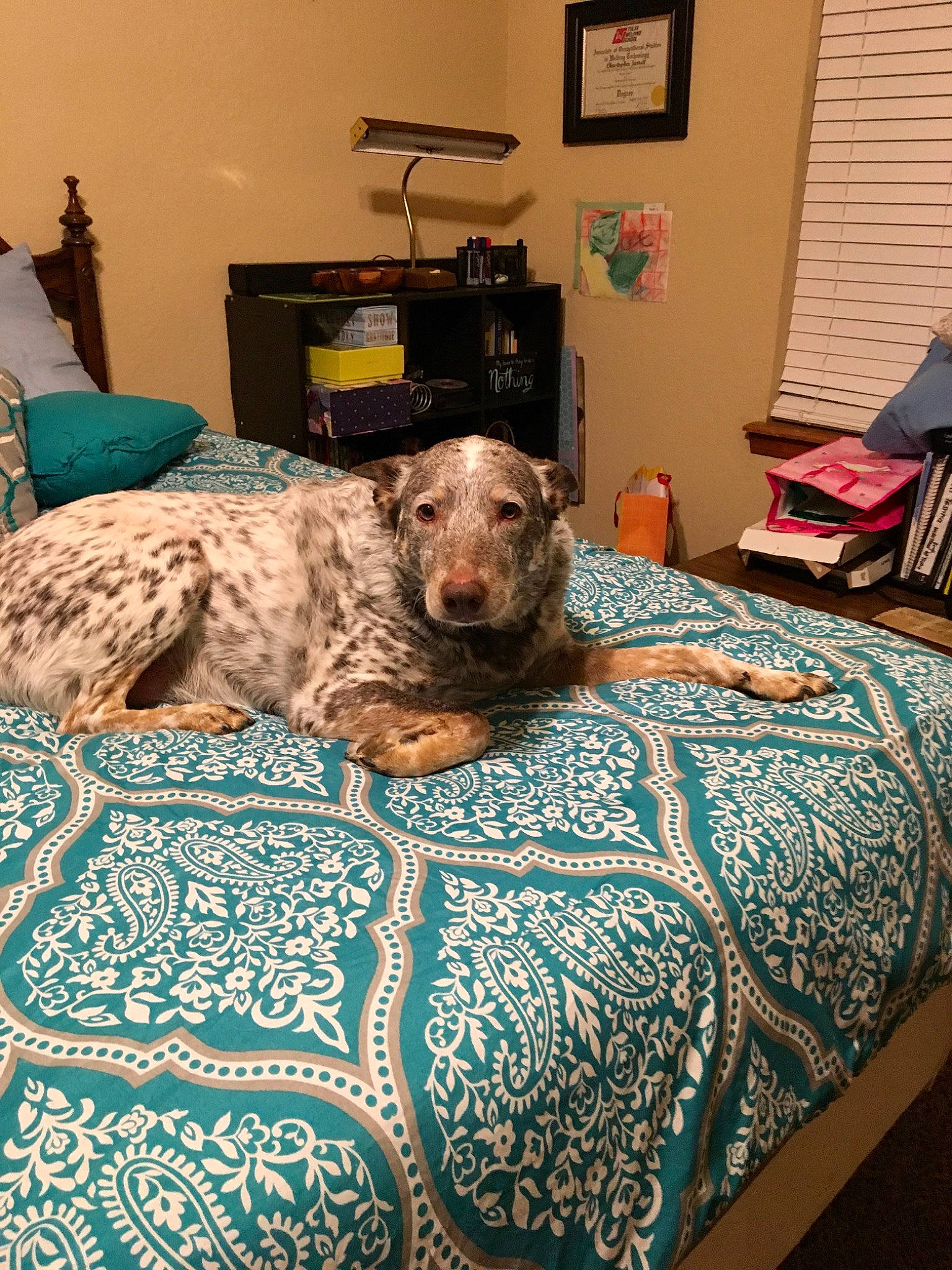 Crash is registered to the contest to win money with this photo: bed, bed_sheet, bedroom, canidae, carnivore, companion_dog, couch, dog, dog_breed, furniture, greyhound, house, irish_wolfhound, linens, lurcher, room, sporting_group
