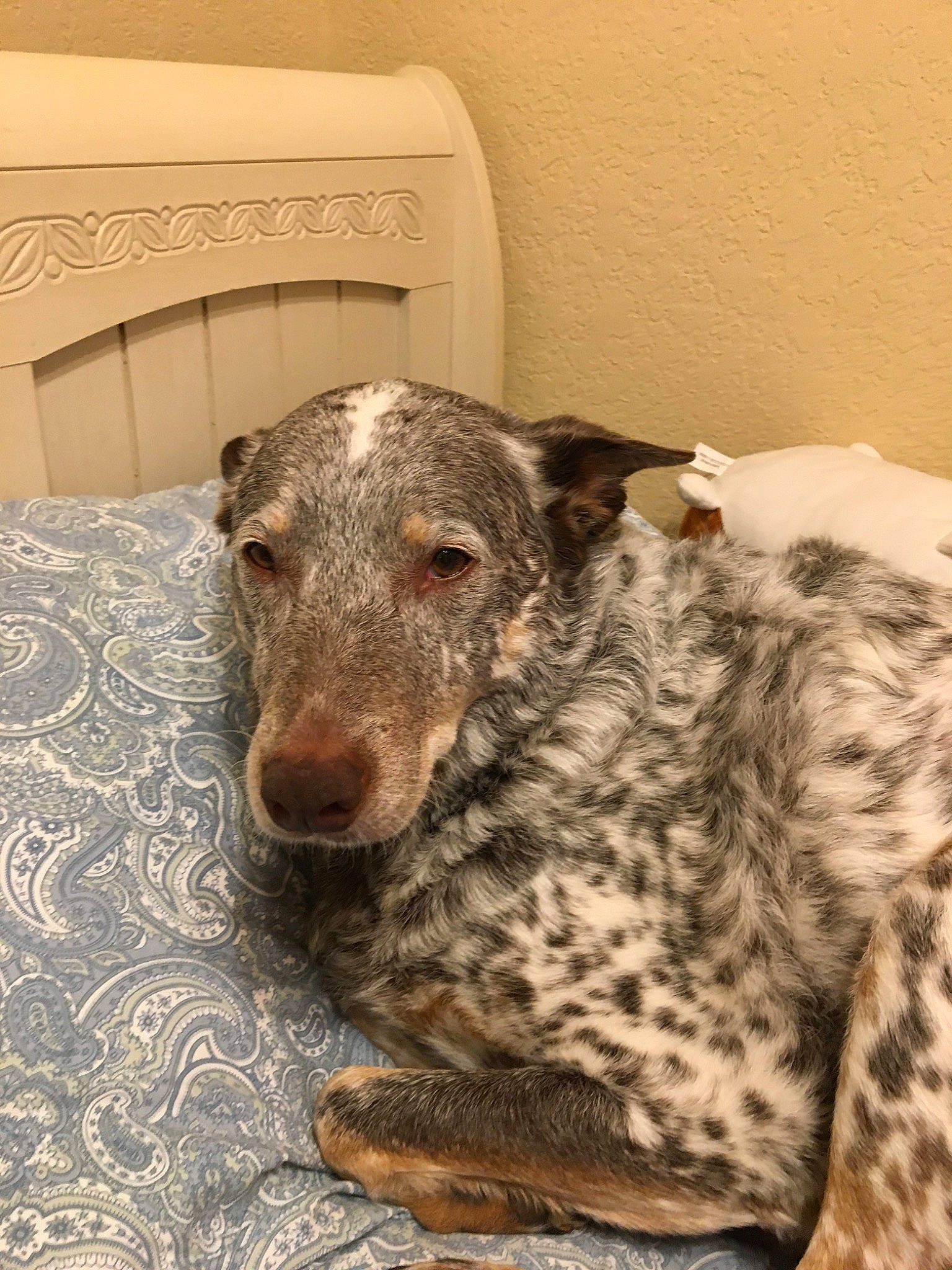 Crash joined the competition — help win amazing prizes! canidae, carnivore, dog, dog_breed, koolie, louisiana_catahoula_leopard_dog, mammal, non_sporting_group, puppy, snout, sporting_group, vertebrate