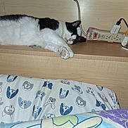 Mr.big is registered to the contest to win money with this photo: cat, black_and_white, shelf, bed, blanket, cartoon_print, animal_print, power_strip, relaxed, indoor, furniture, wood, sleepy, pet, domestic, household_items, resting, lying_down, close_up, cozy