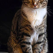 Chillido is registered to the contest to win money with this photo: cat, tabby, sitting, yellow_eyes, white_paws, striped_fur, pet, animal, feline, indoor, closeup, portrait, whiskers, ears, tail, fur, domestic_cat, looking, alert, cute