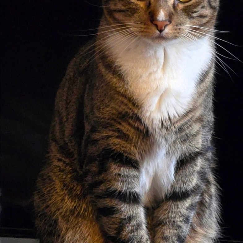 Chillido is registered to the contest to win money with this photo: alert, animal, cat, closeup, cute, domestic_cat, ears, feline, fur, indoor, looking, pet, portrait, sitting, striped_fur, tabby, tail, whiskers, white_paws, yellow_eyes