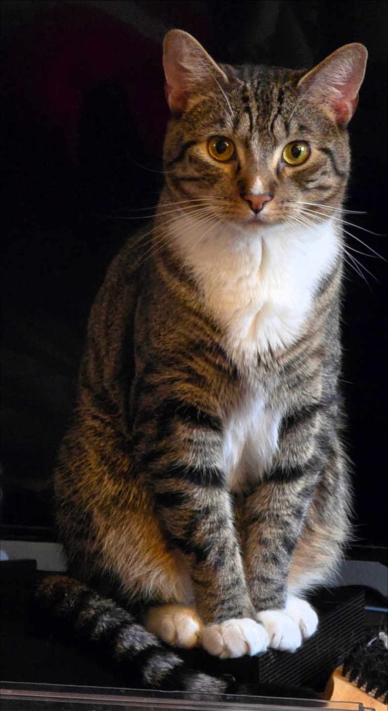 Chillido is registered to the contest to win money with this photo: cat, tabby, sitting, yellow_eyes, white_paws, striped_fur, pet, animal, feline, indoor, closeup, portrait, whiskers, ears, tail, fur, domestic_cat, looking, alert, cute