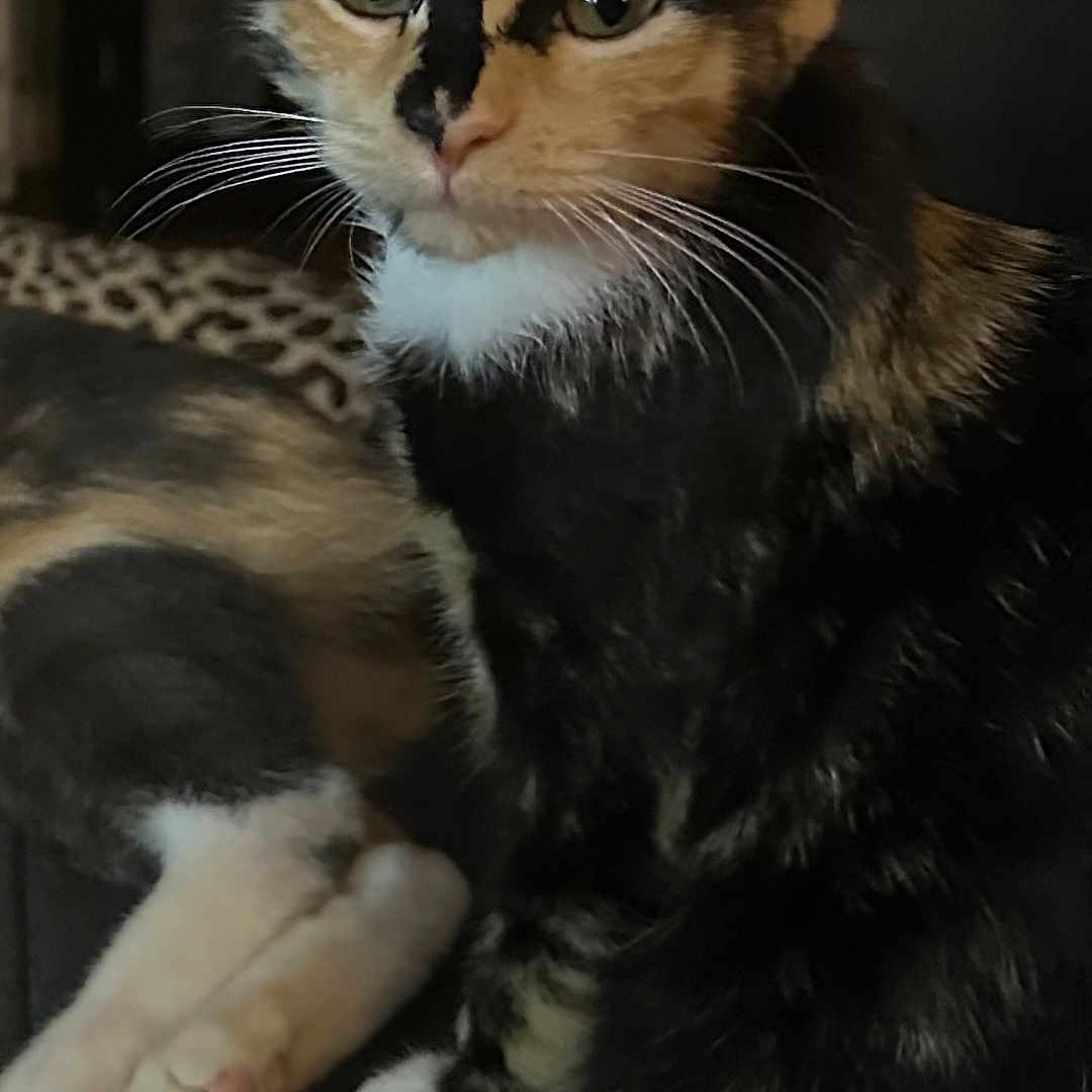 Coría