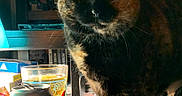 Harvie Dent joined the competition — help win amazing prizes! asian, carnivore, cat, domestic_short_haired_cat, european_shorthair, felidae, german_rex, small_to_medium_sized_cats, whiskers