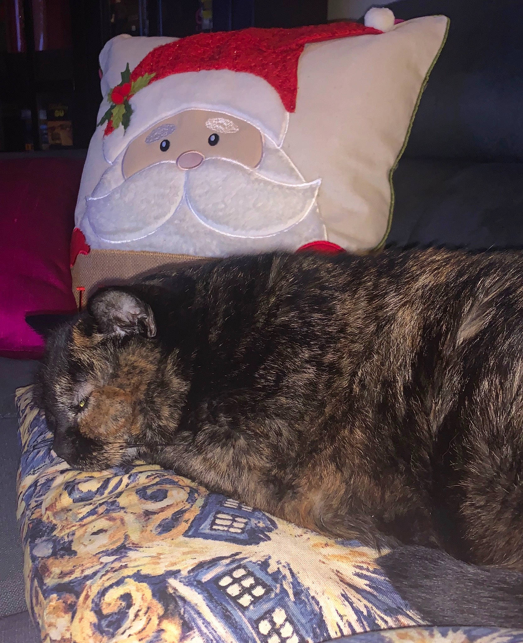 Harvie Dent is registered to the contest to win money with this photo: canidae, carnivore, cat, dog, dog_breed, fur, furniture, linens, nap, pillow, sporting_group