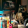 Harvie Dent is registered to the contest to win money with this photo: asian, carnivore, cat, domestic_short_haired_cat, european_shorthair, felidae, small_to_medium_sized_cats, table, whiskers