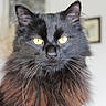 cat, black_cat, yellow_eyes, fluffy_fur, portrait, indoor, pet, animal, whiskers, close_up, feline, long_hair, domestic_cat, looking_at_camera, soft_light, focused, mammal, cute, house_pet, alert