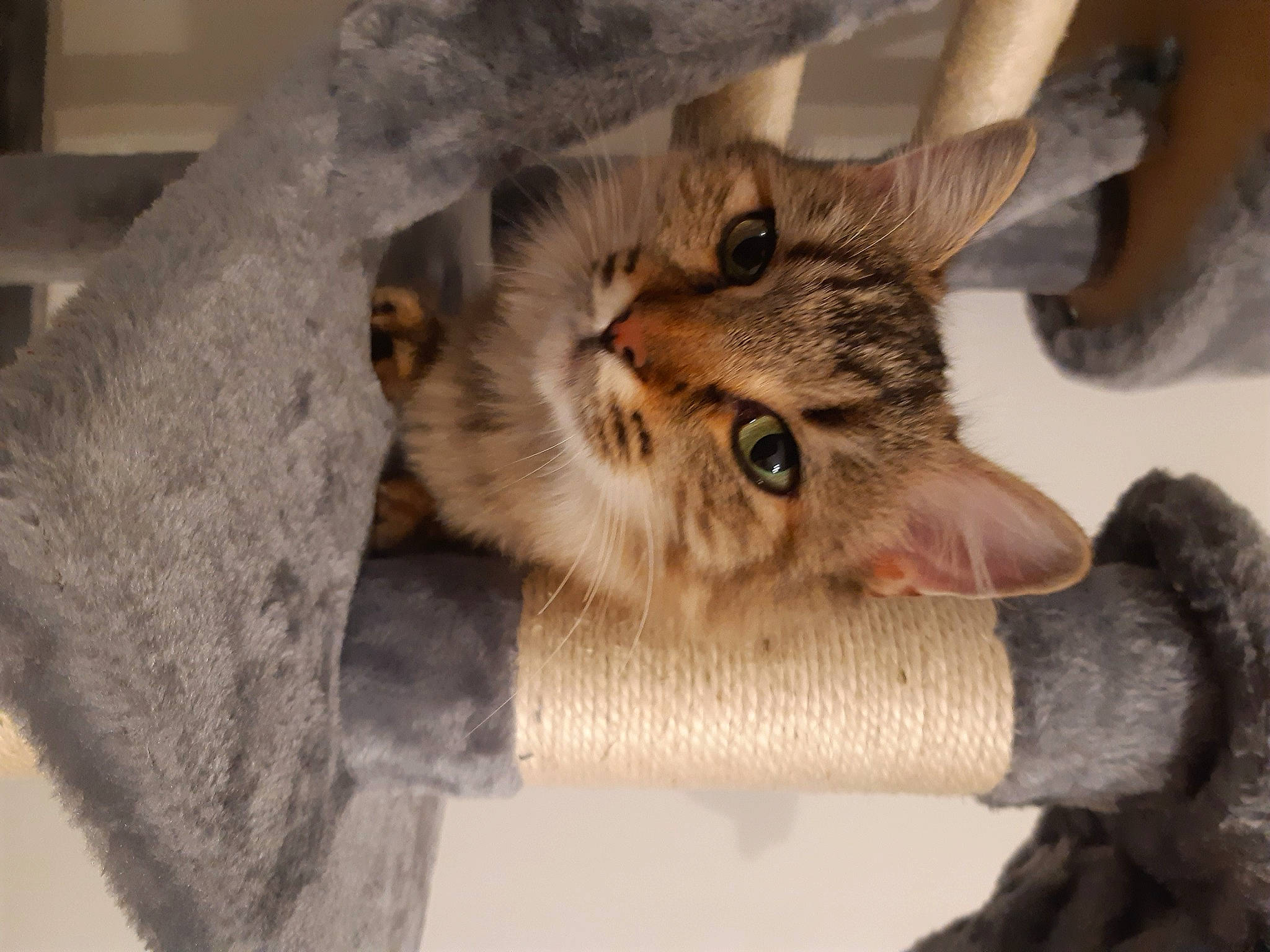 Tora a rejoint le concours — aidez-le/la à gagner de superbes lots ! carnivore, cat, chair, claw, comfort, domestic_short_haired_cat, ear, fawn, felidae, fur, paw, plant, small_to_medium_sized_cats, snout, terrestrial_animal, whiskers, wood