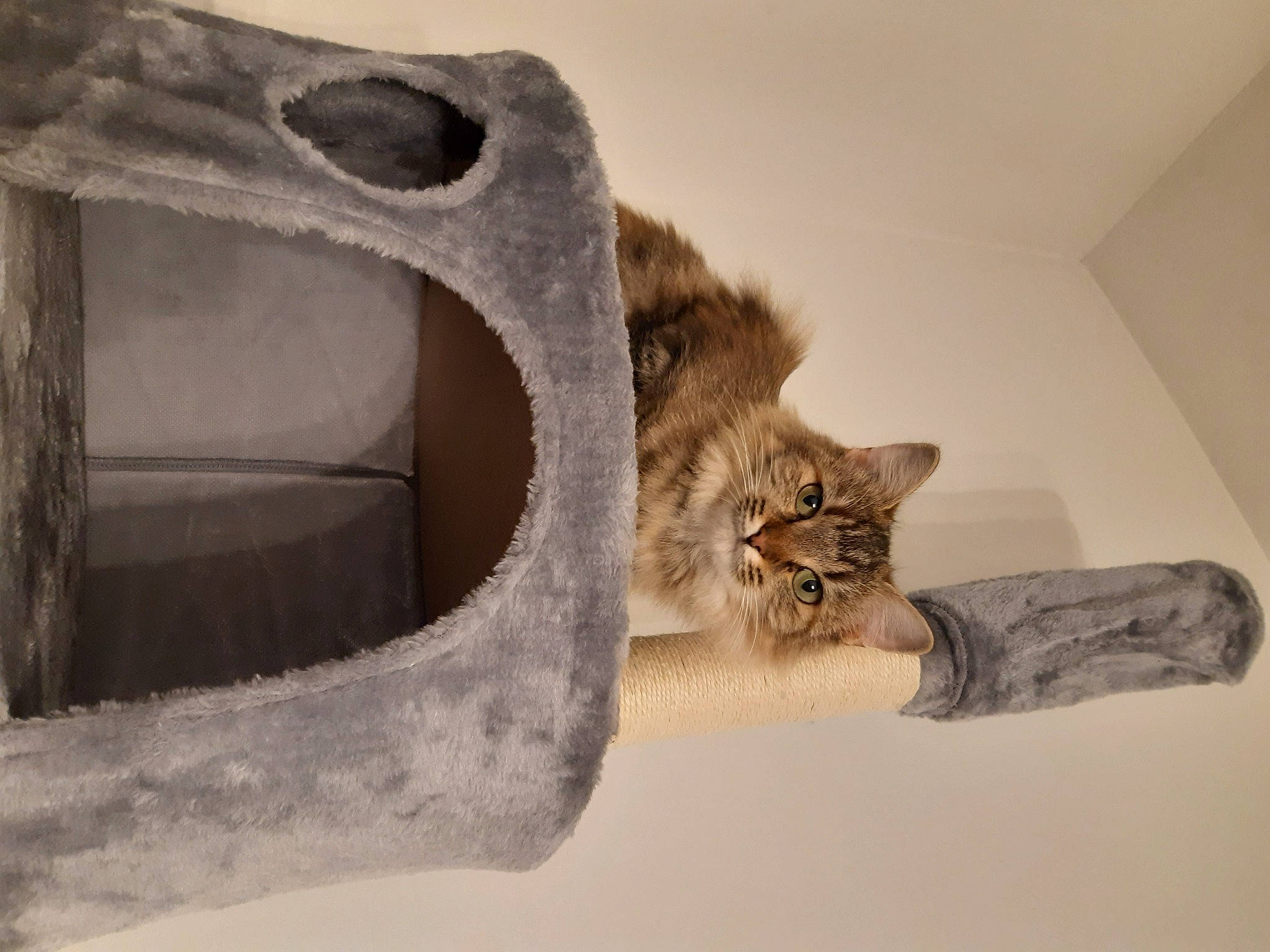 Tora participe au concours pour gagner de l'argent avec cette photo : art, carnivore, cat, cat_supply, chair, domestic_short_haired_cat, felidae, fur, grey, hardwood, mammal, pet_supply, room, shelf, small_to_medium_sized_cats, tail, vertebrate, whiskers, window, wood