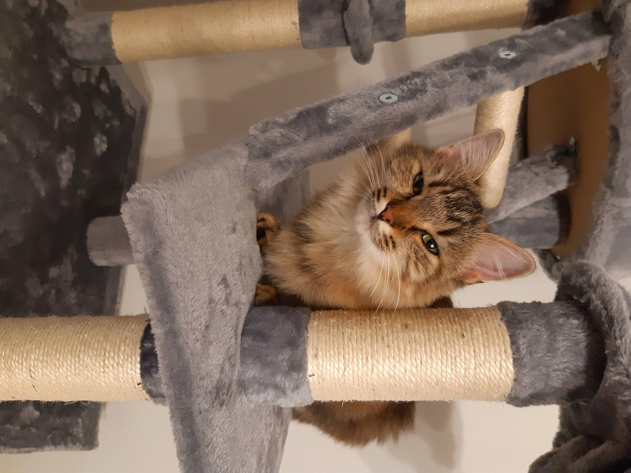 Tora participe au concours pour gagner de l'argent avec cette photo : carnivore, cat, cat_bed, cat_supply, chair, claw, comfort, couch, domestic_short_haired_cat, fawn, felidae, fur, paw, room, small_to_medium_sized_cats, tail, terrestrial_animal, whiskers, wood