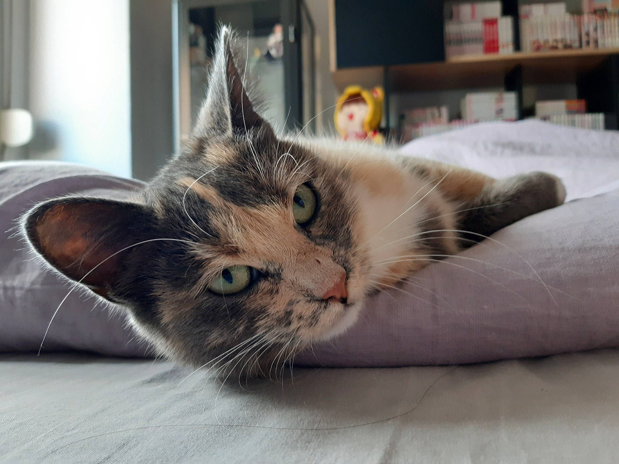 Yuka a rejoint le concours — aidez-le/la à gagner de superbes lots ! bookcase, carnivore, cat, claw, comfort, domestic_short_haired_cat, felidae, flooring, fur, linens, nap, paw, room, shelf, shelving, small_to_medium_sized_cats, snout, tail, whiskers