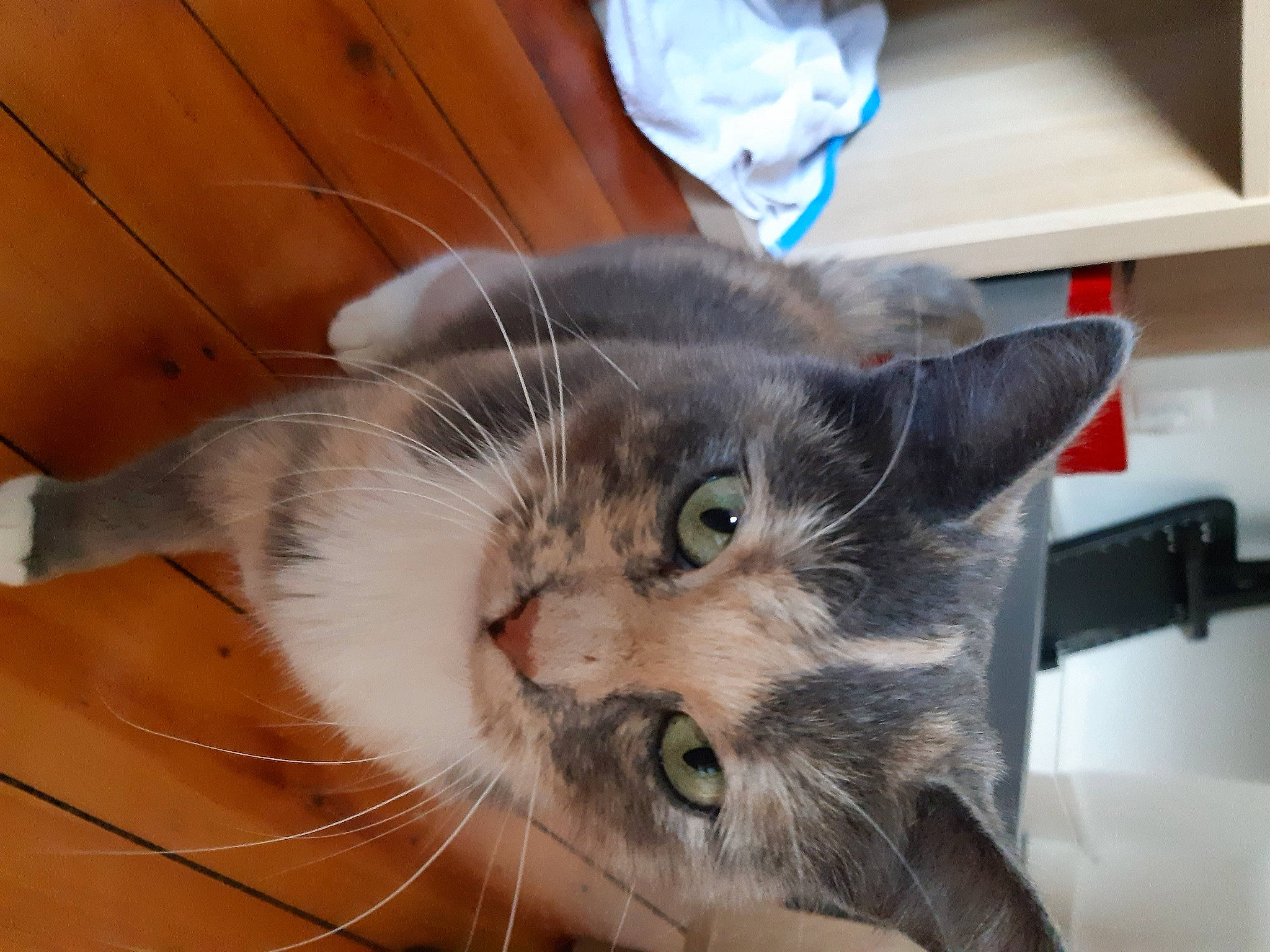 Yuka participe au concours pour gagner de l'argent avec cette photo : carnivore, cat, claw, domestic_short_haired_cat, drawer, felidae, fur, hardwood, iris, paw, plant, shelf, small_to_medium_sized_cats, snout, whiskers, wood