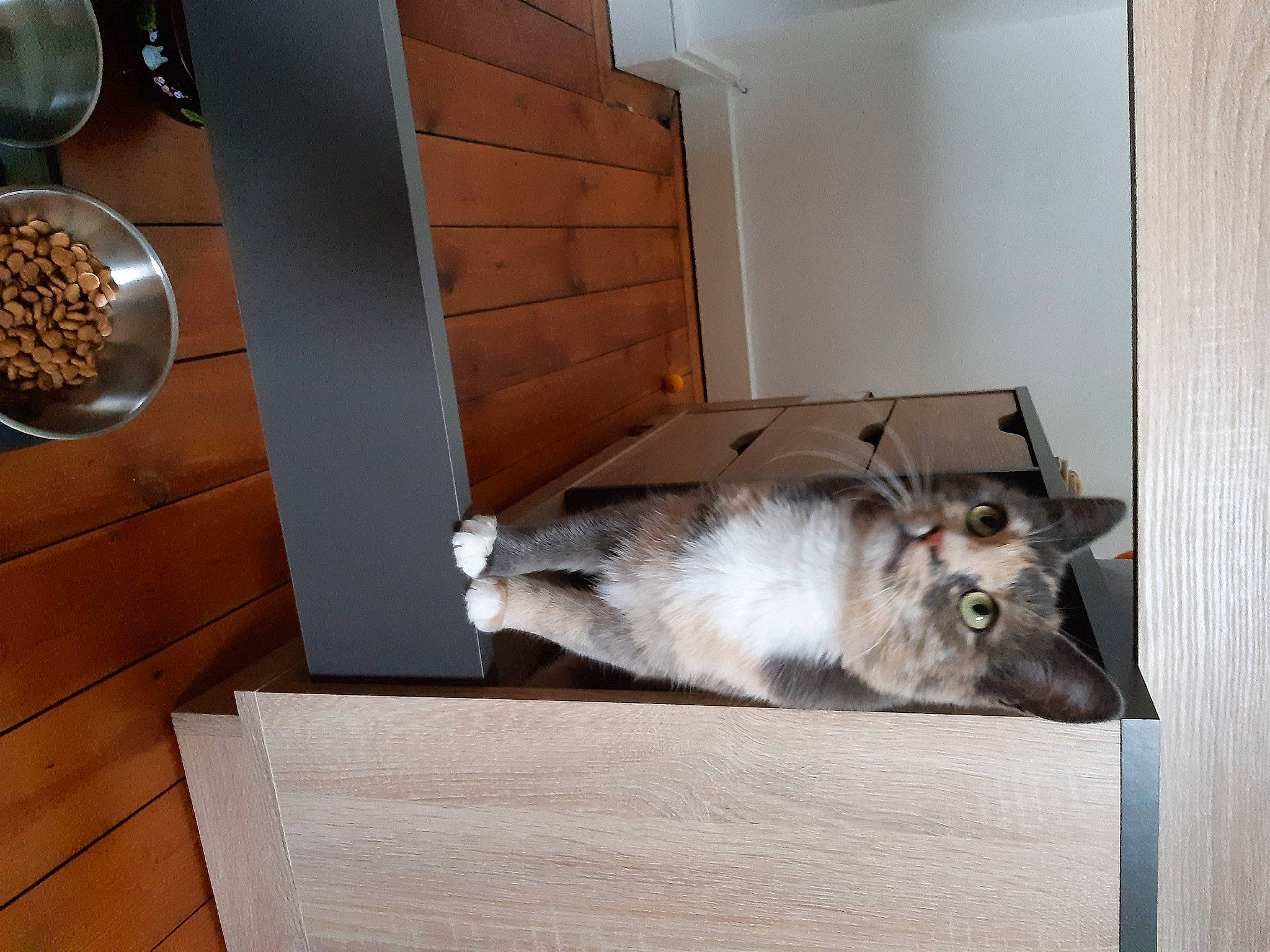 Yuka a rejoint le concours — aidez-le/la à gagner de superbes lots ! cabinetry, carnivore, comfort, companion_dog, couch, cutlery, dog_breed, felidae, floor, flooring, hardwood, house, ingredient, kitchen_utensil, plate, small_to_medium_sized_cats, tableware, whiskers, window, wood