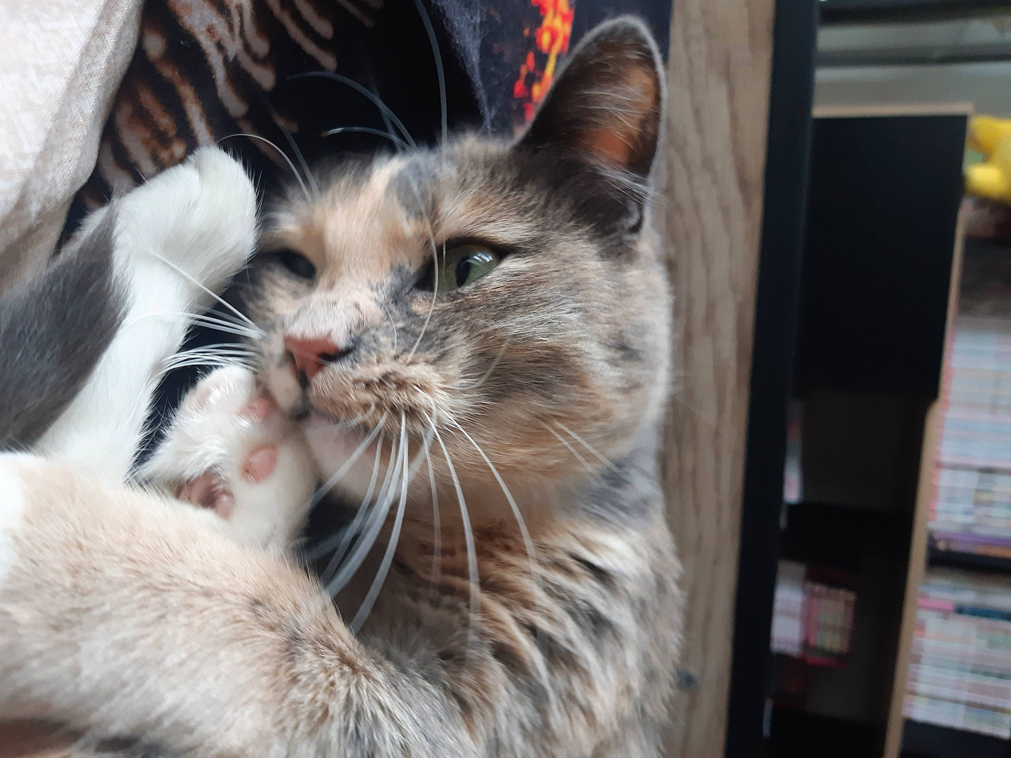 Yuka a rejoint le concours — aidez-le/la à gagner de superbes lots ! animal_shelter, carnivore, cat, cat_supply, claw, comfort, domestic_short_haired_cat, eye, fang, fawn, felidae, fur, paw, pet_supply, small_to_medium_sized_cats, terrestrial_animal, whiskers, wildlife, window