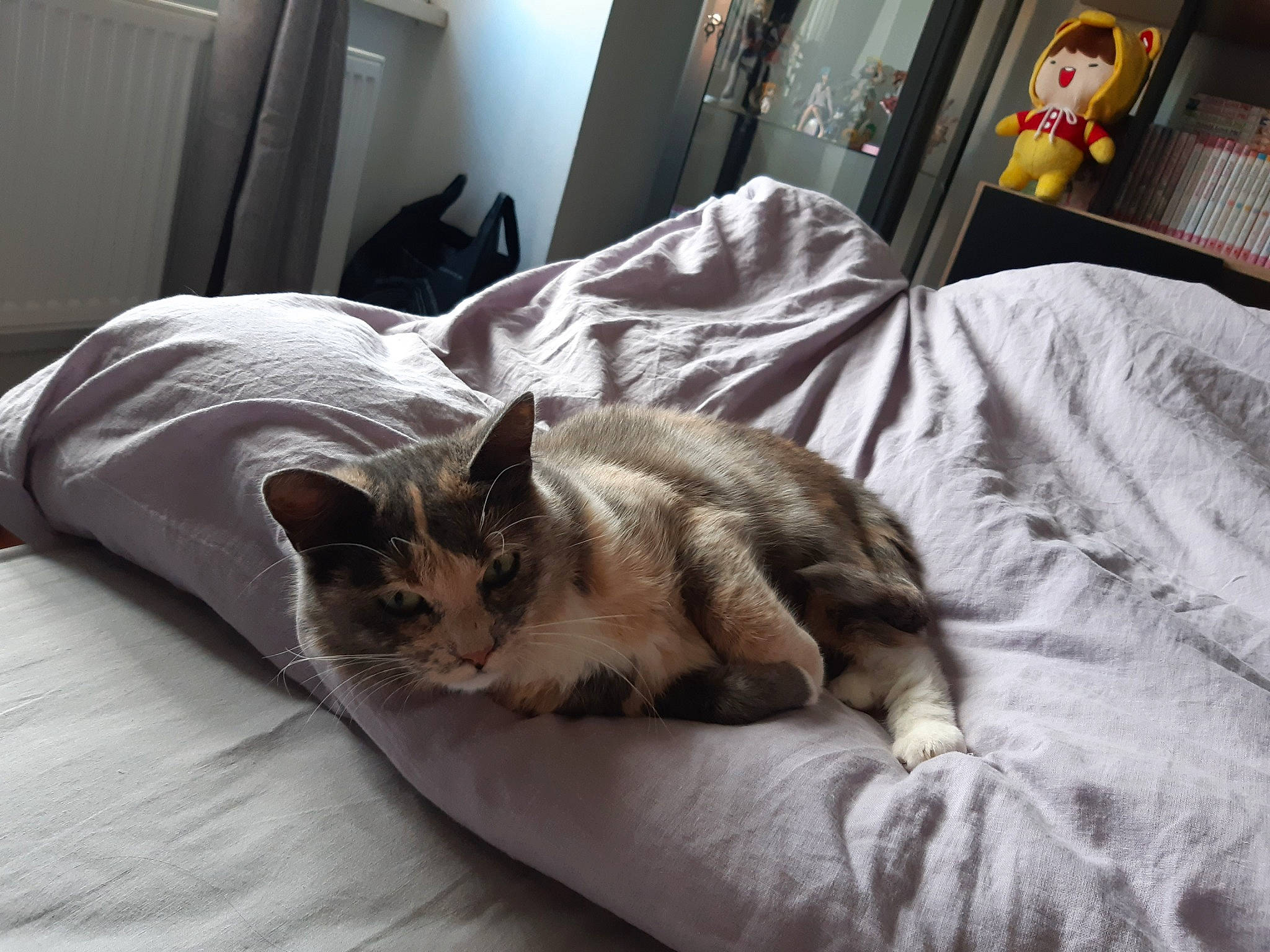 Yuka participe au concours pour gagner de l'argent avec cette photo : bed, bed_sheet, bedding, bedroom, canidae, carnivore, cat, comfort, domestic_short_haired_cat, fawn, felidae, flooring, grey, linens, paw, small_to_medium_sized_cats, snout, tail, textile, whiskers