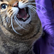 Cardiac joined the competition — help win amazing prizes! cat, tabby, pet, animal, feline, close_up, portrait, wide_eyes, open_mouth, meowing, whiskers, striped_fur, brown_fur, purple_blanket, indoors, bed, sitting, funny, dramatic_expression, photography