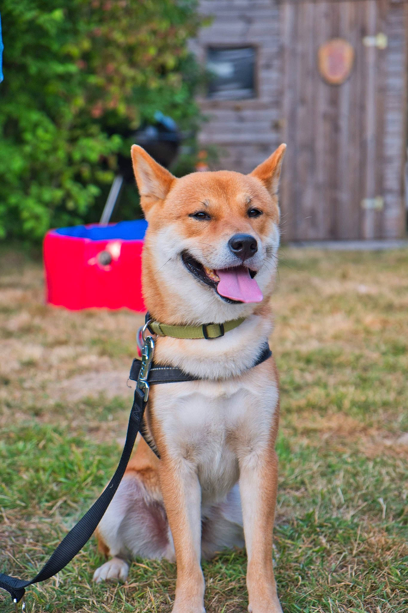 Kiba a rejoint le concours — aidez-le/la à gagner de superbes lots ! akita, akita_inu, canidae, carnivore, companion_dog, dog, dog_breed, fawn, hokkaido, korean_jindo_dog, mammal, non_sporting_group, norwegian_buhund, rare_breed_dog, shiba_inu, shikoku, snout, spitz, vertebrate