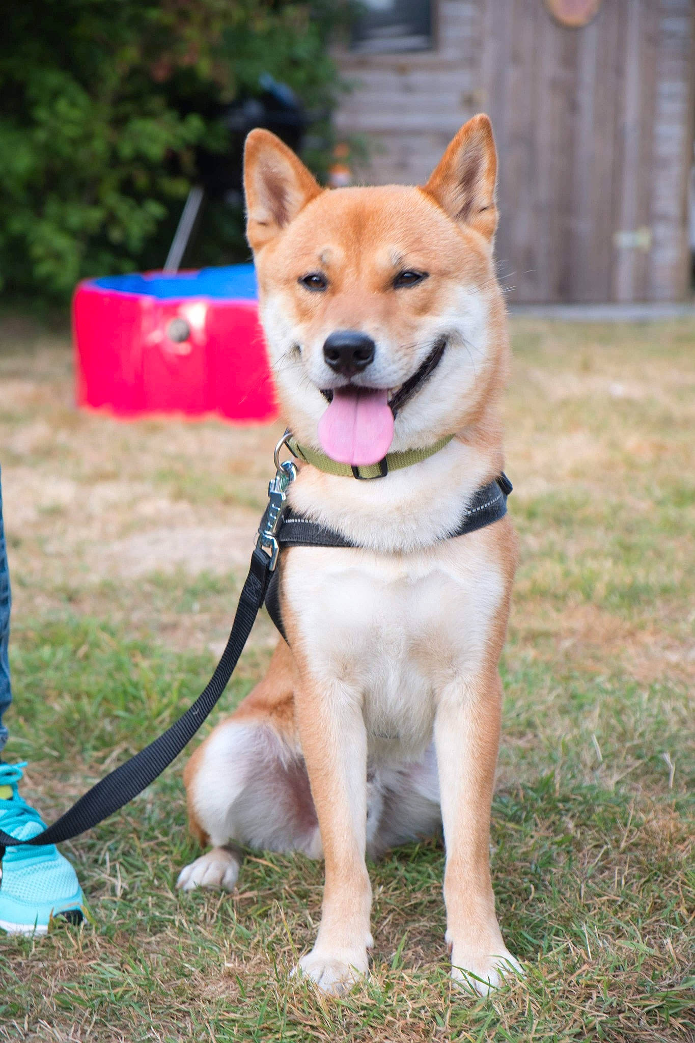 Kiba participe au concours pour gagner de l'argent avec cette photo : akita, akita_inu, ancient_dog_breeds, canaan_dog, canidae, carnivore, companion_dog, dog, dog_breed, fawn, hokkaido, korean_jindo_dog, mammal, non_sporting_group, norwegian_buhund, rare_breed_dog, shiba_inu, shikoku, sporting_group, vertebrate