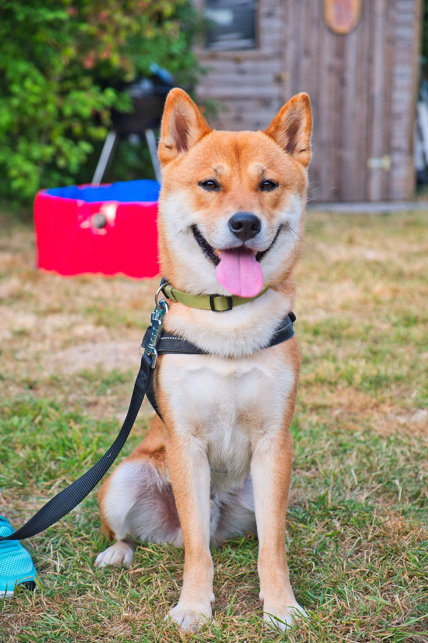 Kiba participe au concours pour gagner de l'argent avec cette photo : akita, akita_inu, ancient_dog_breeds, canaan_dog, canidae, carnivore, companion_dog, dog, dog_breed, fawn, hokkaido, korean_jindo_dog, mammal, non_sporting_group, shiba_inu, shikoku, spitz, vertebrate