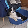 Vasko a rejoint le concours — aidez-le/la à gagner de superbes lots ! animal, black_white_brown, chair, companion_animal, cozy, curious, cushion, dog, domestic, flooring, fluffy, house, indoor, lying_down, pet_bed, relaxed, resting, tile_floor, towel, wooden_furniture
