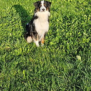 Vasko a rejoint le concours — aidez-le/la à gagner de superbes lots ! animal, canine, daylight, dog, field, fur, grass, greenery, mammal, nature, outdoor, pasture, peaceful, pet, portrait, shadow, sitting, summer, sunlight, tricolor