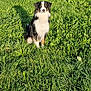 animal, canine, daylight, dog, field, fur, grass, greenery, mammal, nature, outdoor, pasture, peaceful, pet, portrait, shadow, sitting, summer, sunlight, tricolor