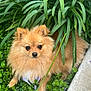 dog, pomeranian, fluffy, pet, animal, greenery, plants, flowers, purple_flowers, nature, outdoor, cute, small_dog, fur, garden, leafy, relaxed, lying_down, adorable, canine