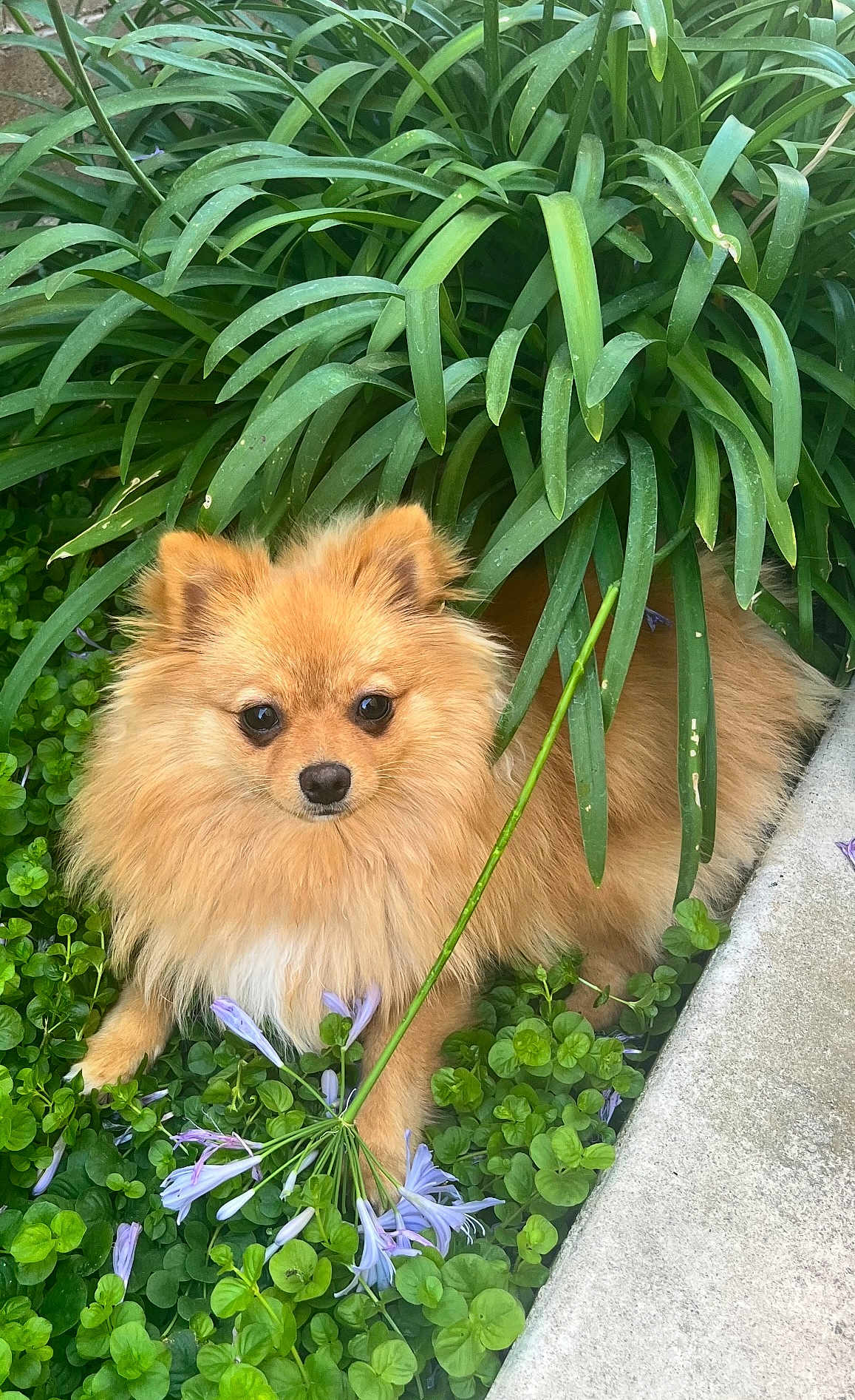 Bella
