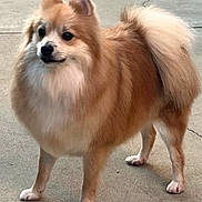 Milo is registered to the contest to win money with this photo: dog, fluffy, standing, outdoor, concrete, curious, pet, animal, fur, tail, ears, paws, canine, alert, mammal, companion, friendly, cute, domestic, brown