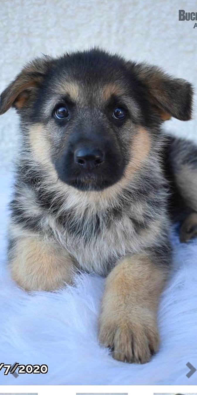 Allie is registered to the contest to win money with this photo: canidae, carnivore, dog, dog_breed, east_european_shepherd, fawn, german_shepherd_dog, king_shepherd, mammal, norwegian_elkhound, old_german_shepherd_dog, puppy, rare_breed_dog, shiloh_shepherd_dog, snout, street_dog, vertebrate